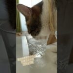 保護猫いまちゃん　バカラグラスで水分補給